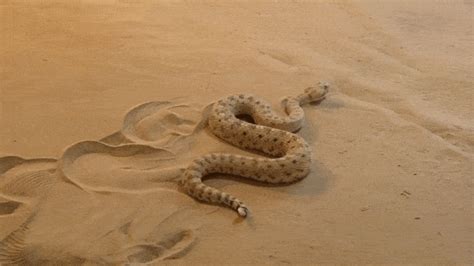 snake slithering away gif
